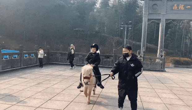 特價(jià)！馬仁周末親子游，爸媽騎車(chē)天上飛，萌寶遛馬地上跑！